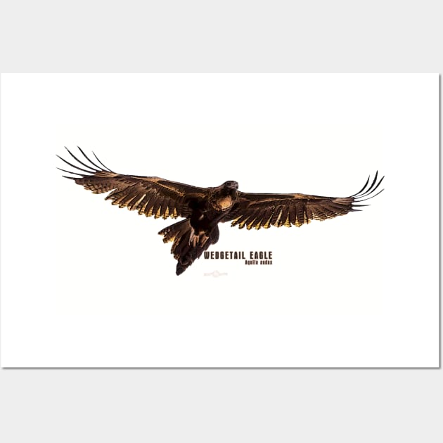 Wedgetail Eagle_01C Wall Art by seadogprints
